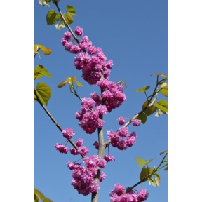 Cercis canadensis 'Pink Pom Poms' PP 27630 - Pink Pom Poms Eastern Redbud