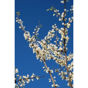 Cercis canadensis 'Royal White' - Royal White Eastern Redbud