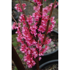 Cercis canadensis 'Tennessee Pink'  - Tennessee Pink Eastern Redbud