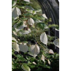 Cercis canadensis 'White Water' PP 23998  - White Water Weeping Eastern Redbud