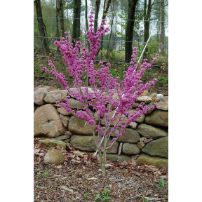 Cercis chinensis  - Chinese Redbud