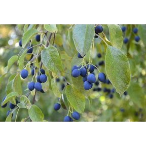 Chionanthus retusus - Chinese Fringetree