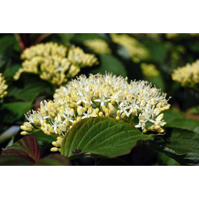 Cornus alternifolia - Pagoda Dogwood