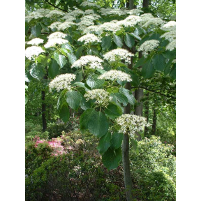 Cornus controversa  - Giant Pagoda Dogwood