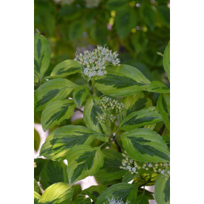 Cornus controversa 'Janine'  - Janine Giant Pagoda Dogwood 