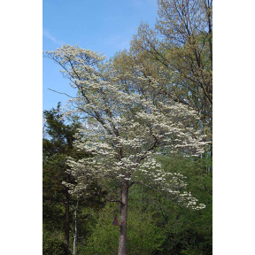 Cornus florida - Flowering Dogwood