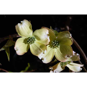Cornus florida 'Appalachian Spring'  - Appalachian Spring Flowering Dogwood