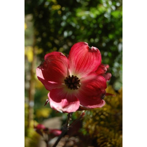 Cornus florida 'Comco No. 1' - Comco No. 1 Flowering Dogwood