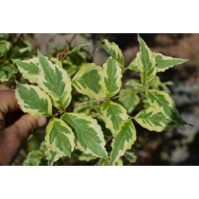 Cornus florida 'Daybreak' - Daybreak Flowering Dogwood
