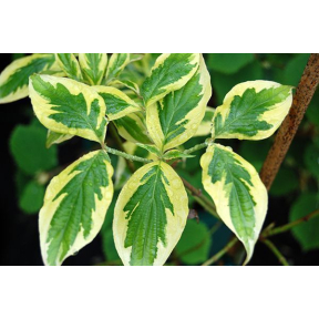 Cornus florida 'Pink Flame' - Pink Flame Flowering Dogwood
