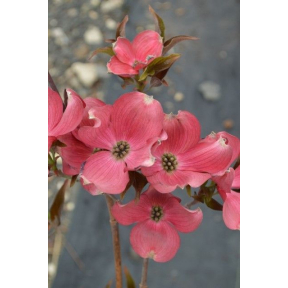 Cornus florida 'Rutnut' Red Pygmy? PP 15219 - Rutnut Flowering Dogwood