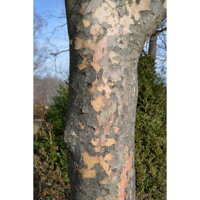 Cornus kousa - Kousa Dogwood