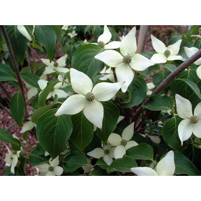 Cornus kousa 'Blue Shadow' - Blue Shadow Kousa Dogwood
