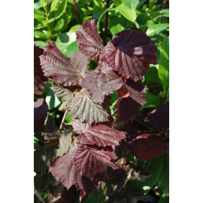 Corylus x 'Rosita' - Rosita Filbert
