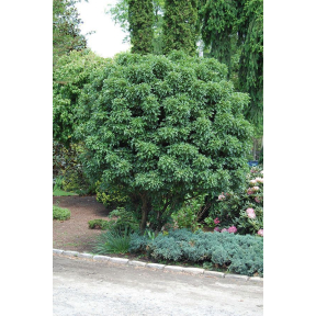 Crataegus monogyna 'Inermis Compacta'  - Dwarf Hawthorn