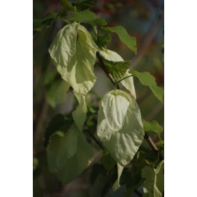 Davidia involucrata  - Dove Tree 
