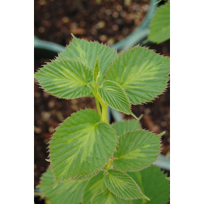 Davidia involucrata 'Lady Dahlia' - Lady Dahlia Dove Tree 