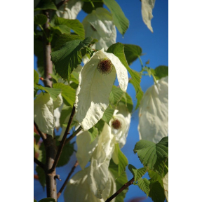 Davidia involucrata 'Sonoma' - Sonoma Dove Tree