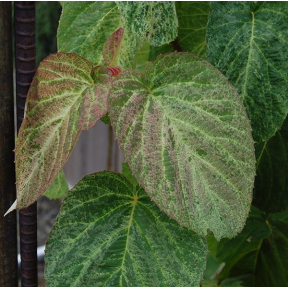 Davidia involucrata 'White Dust' - White Dust Dove Tree