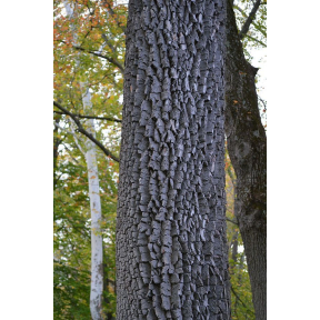 Diospyros virginiana - American Persimmon