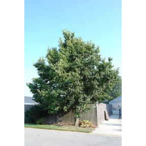 Eucommia ulmoides - Hardy Rubber Tree