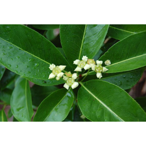 Euonymus carnosus - Fleshy Flowered Spindletree 