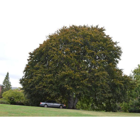 Fagus sylvatica - European Beech 