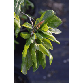 Fagus sylvatica 'Cristata' - Cristata European Beech 