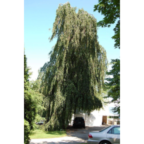 Fagus sylvatica 'Pendula'  - Weeping European Beech 