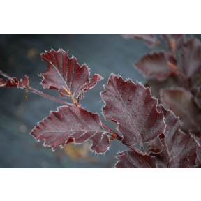 Fagus sylvatica 'Rohanii' - Rohanii European Beech 