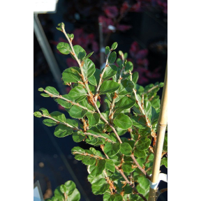 Fagus sylvatica 'Rotundifolia'  - Round Leaf European Beech 