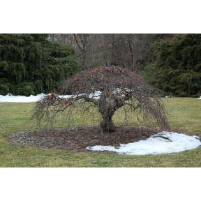 Fagus sylvatica 'Tortuosa' - Contorted European Beech 