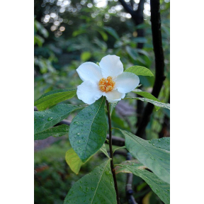 Franklinia alatamaha - Franklin Tree
