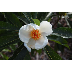 Franklinia alatamaha 'Wintonbury'  - Wintonbury Franklin Tree
