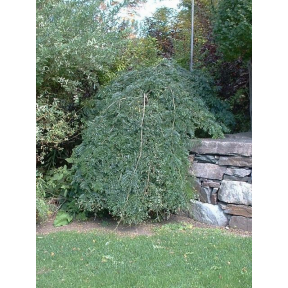 Gleditsia triacanthos f. inermis 'Emerald Kascade' - Emerald Kascade Thornless Honeylocust