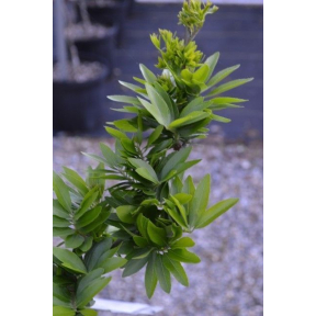 Gleditsia triacanthos f. inermis 'Pin Cushion' - Pin Cushion Thornless Honeylocust