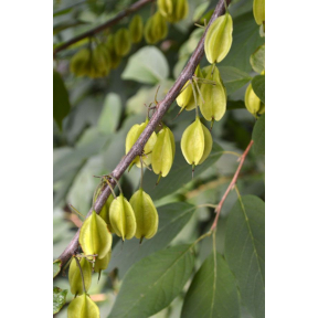 Halesia tetraptera - Carolina Silverbell