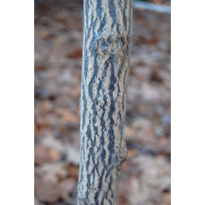 Halesia tetraptera var. monticola  - Mountain Silverbell 