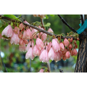 Halesia tetraptera var. monticola 'Arnold Pink' - Arnold Pink Mountain Silverbell