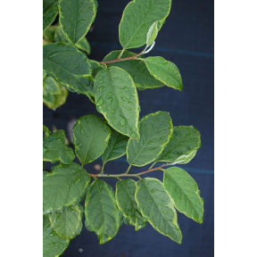 Halesia tetraptera var. monticola 'Variegata' - Variegated Mountain Silverbell