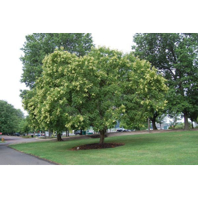 Koelreuteria paniculata  - Golden Rain Tree 