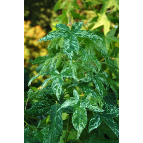 Liquidambar styraciflua 'Frosty' - Frosty Sweetgum