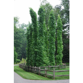 Liquidambar styraciflua 'Slender Silhouette'  - Slender Silhouette Sweetgum