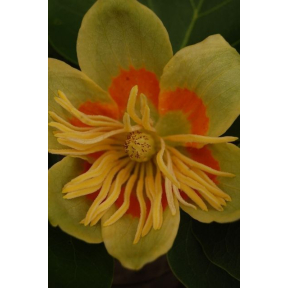 Liriodendron tulipifera - Tulip Tree