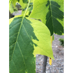 Liriodendron tulipifera 'Aureomarginatum' - Variegated Tulip Tree