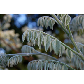 Maackia amurensis - Amur Maackia