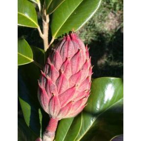 Magnolia grandiflora - Southern Magnolia