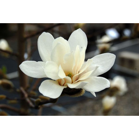 Magnolia kobus 'Donna' - Donna Kobus Magnolia 