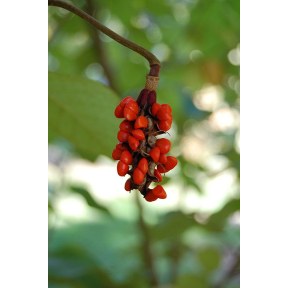 Magnolia sieboldii - Oyama Magnolia 