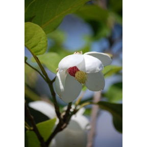 Magnolia sieboldii 'Colossus' - Colossus Oyama Magnolia 